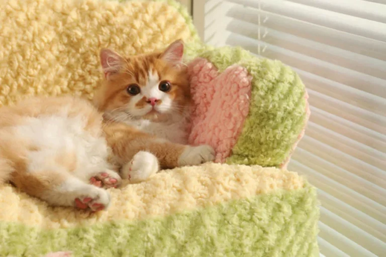 Cozy cat couch