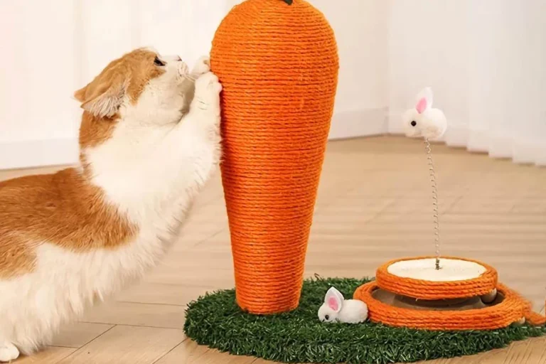 Cat scratching carrot tree